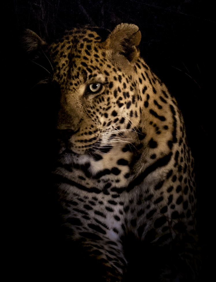 Leopard, Sabi Sands Private Game Reserve, South Africa