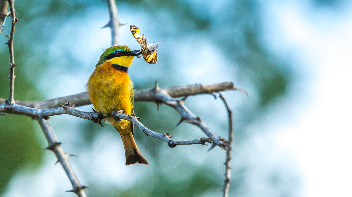 Little Bee-Eater, Serengeti National Park, Tanzania