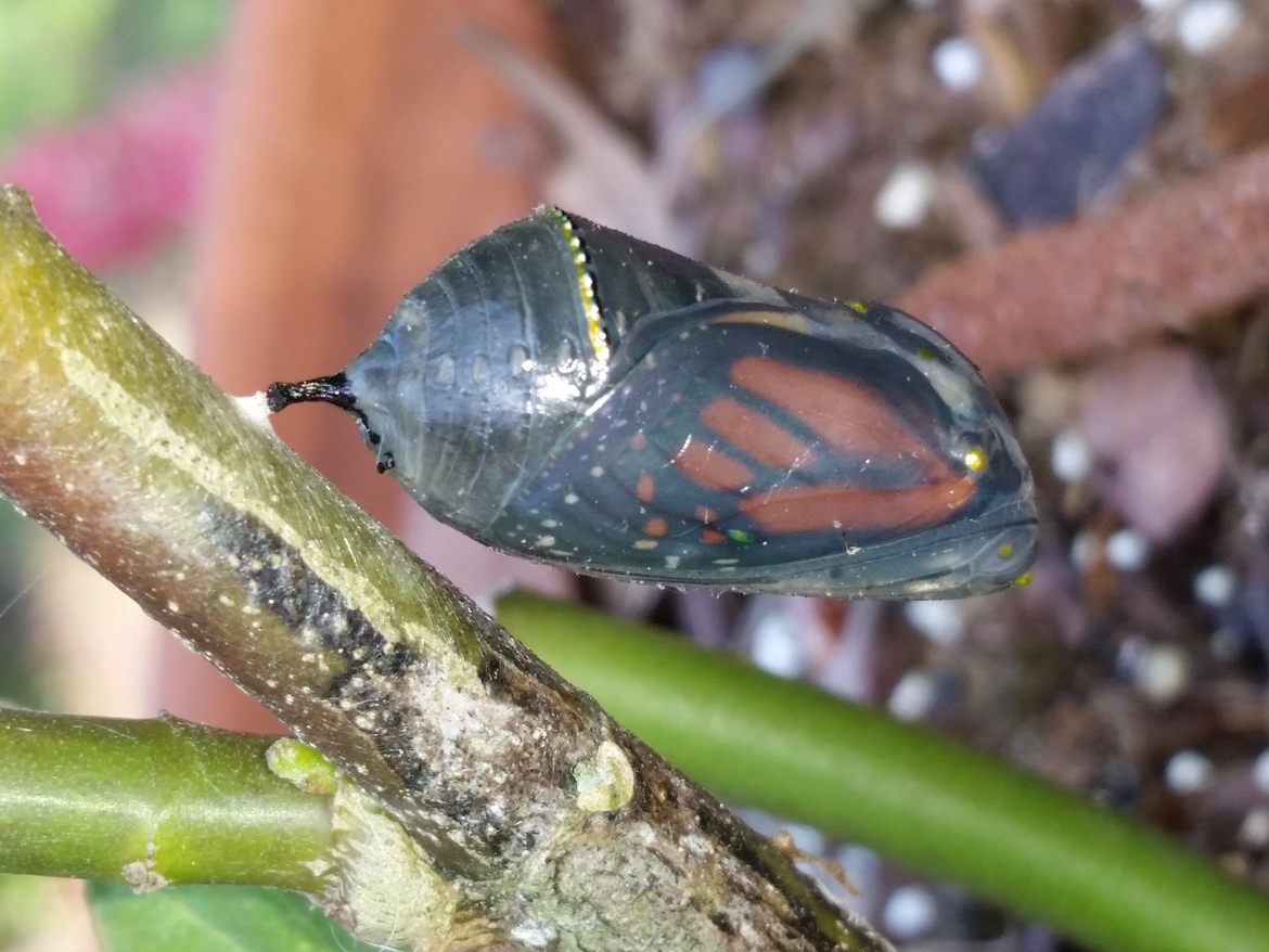 Monarch butterfly , Backyard , USA 
