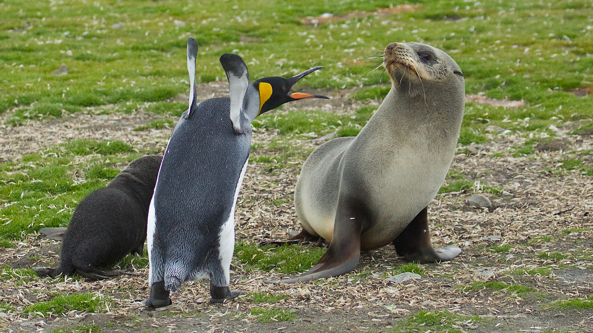 King Penguin & Fur Seals, South Georgia Island, South Georgia Island