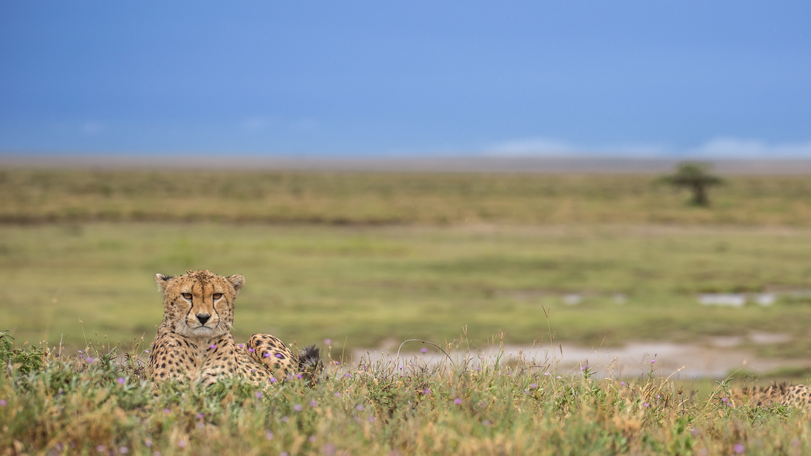Cheetah, Namiri Plains, Serengeti National Park, Tanzania