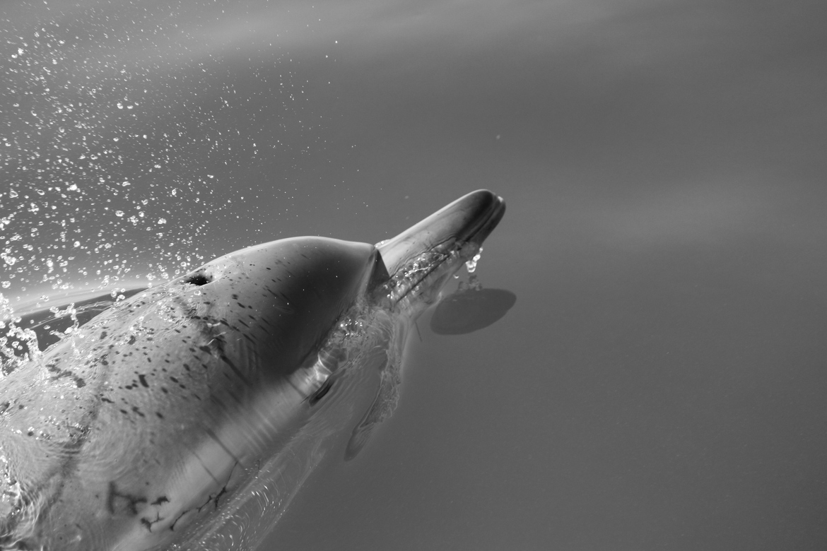Common Dolphin, Port Phillip Bay, Australia
