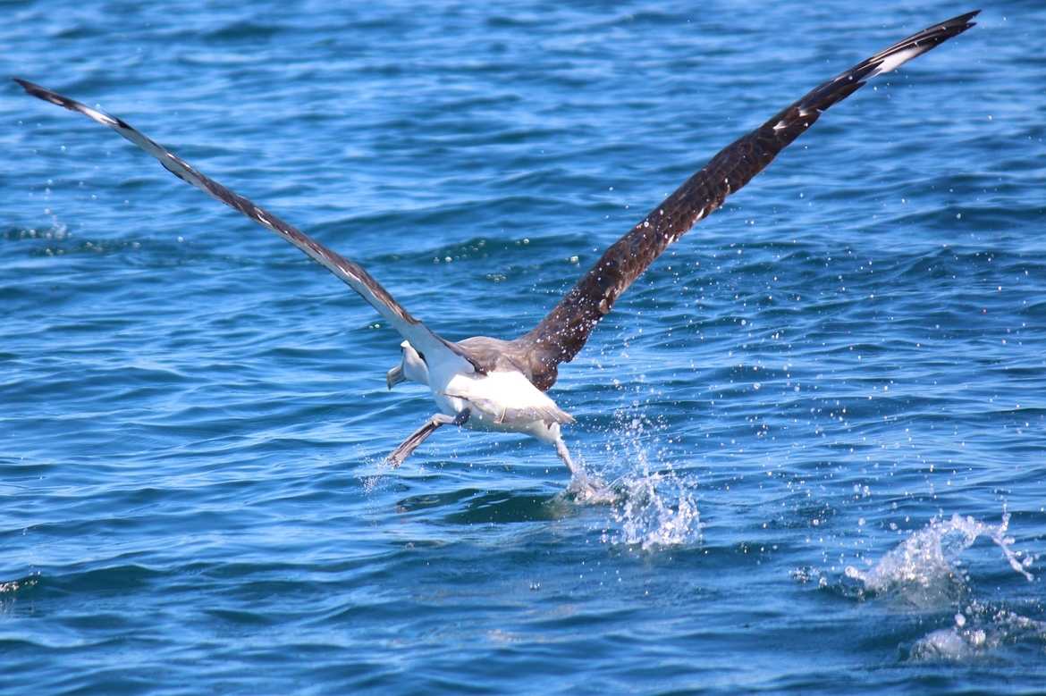 White-capped Albatross, Port Phillip Bay, Australia