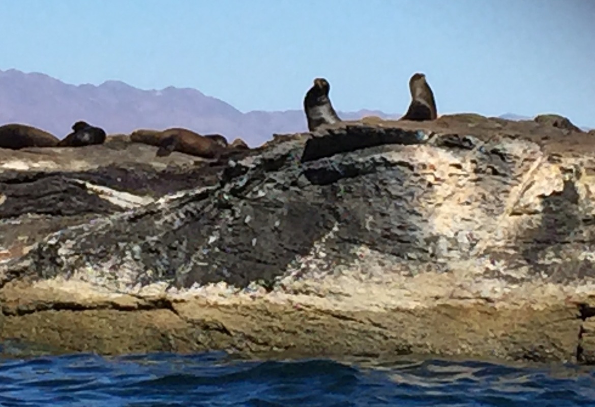 California Sea Lion, Loreto Bay National Marine Park, Mexico