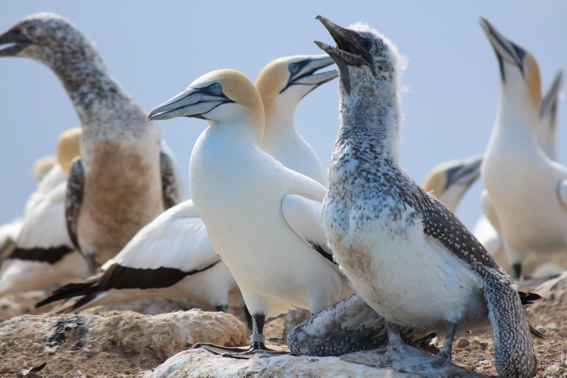 Australasian Gannet, Pope's Eye - Port Phillip Heads Marine National Park, Australia