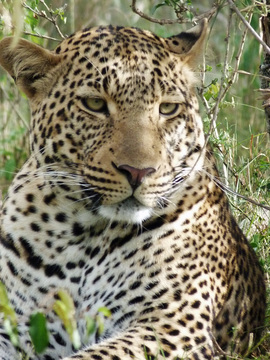 Grid p1020582 prince of leopards 