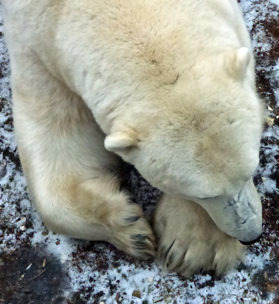 Polar Bear, Hudson Bay area, Churchill, Canada, Manitoba Province, Canada (sub-Arctic)