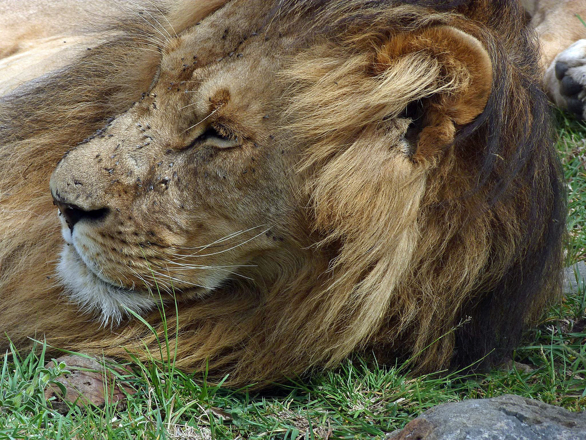 Male Lion, Masai Mara Preserve, East Africa, Kenya