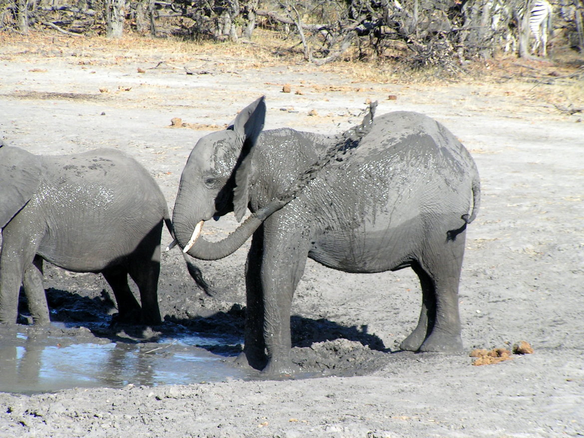 Elephant, Linyati Reserve, Botswana