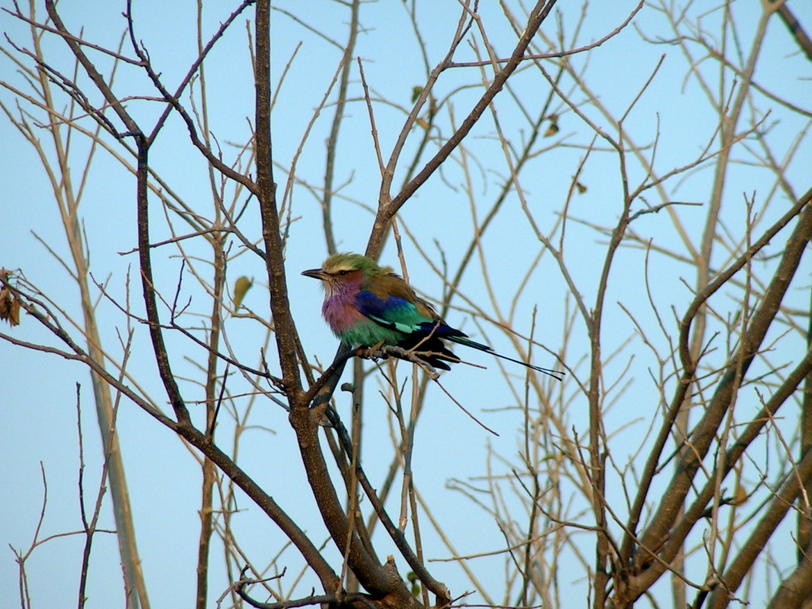 Lilac breasted roller, Linyati (from porch of Savuti, I believe), Botswana