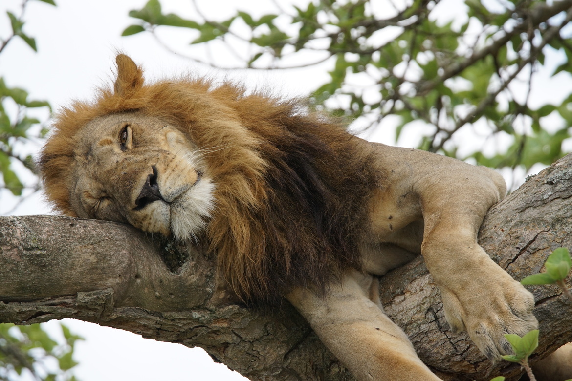 lion, Uncertain, Rwanda
