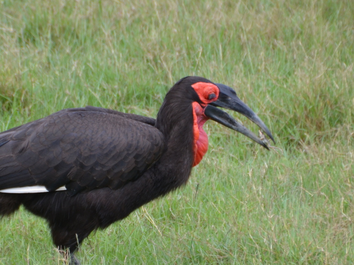 Ground hornbill, Okavango Delta :), Botswana