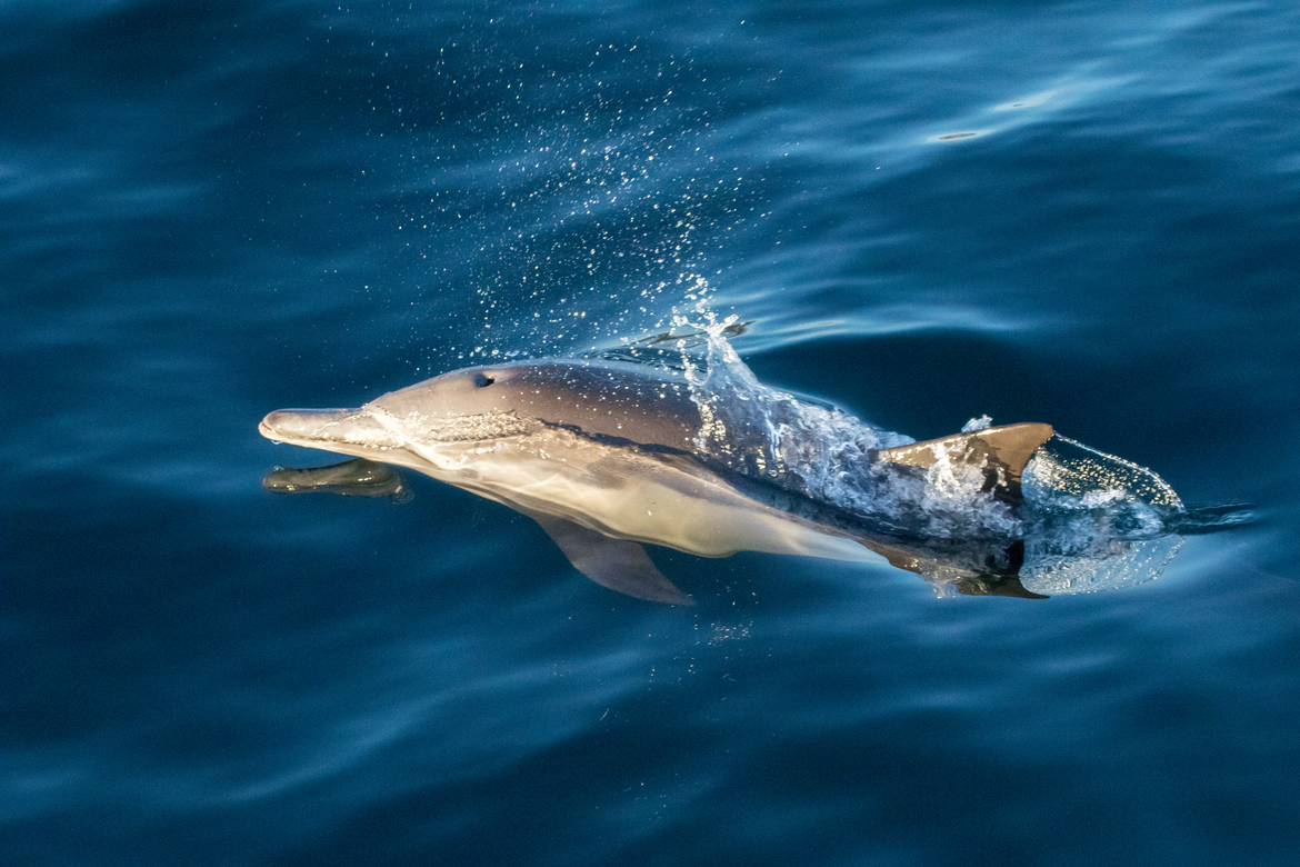 Long-beaked common dolphin, Paciific Coast of Baja California, Mexico