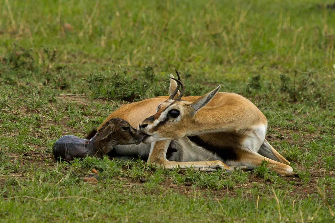 Thomson's gazelle, Masai Mara, Kenya