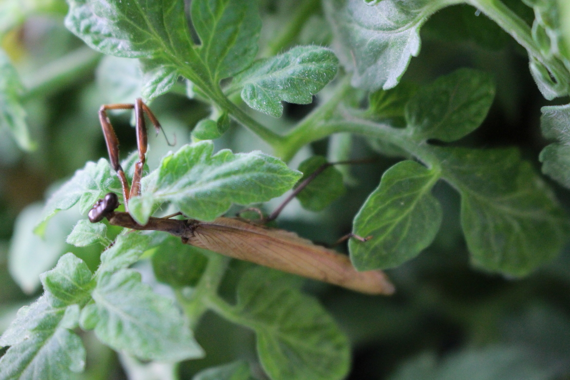 Praying Mantis, Arizona, United States