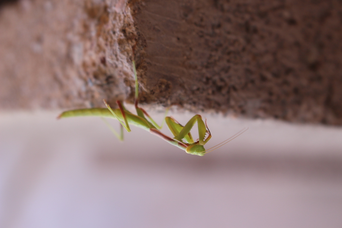Praying Mantis, Arizona, United States