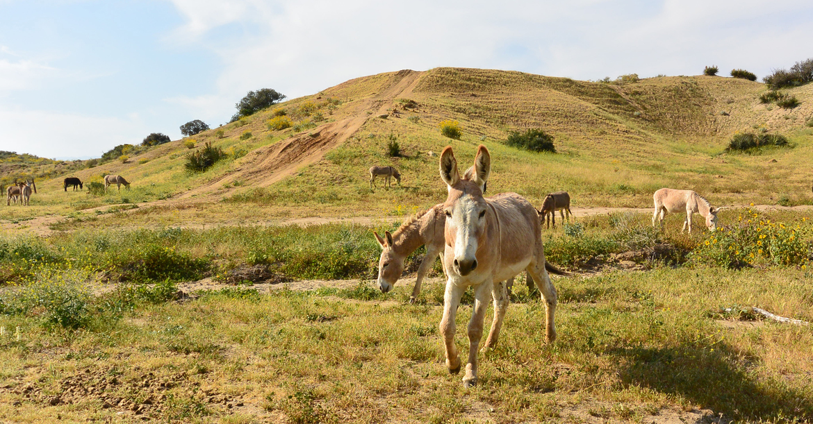 donkey, Reche Canyon, Riverside, CA, United States