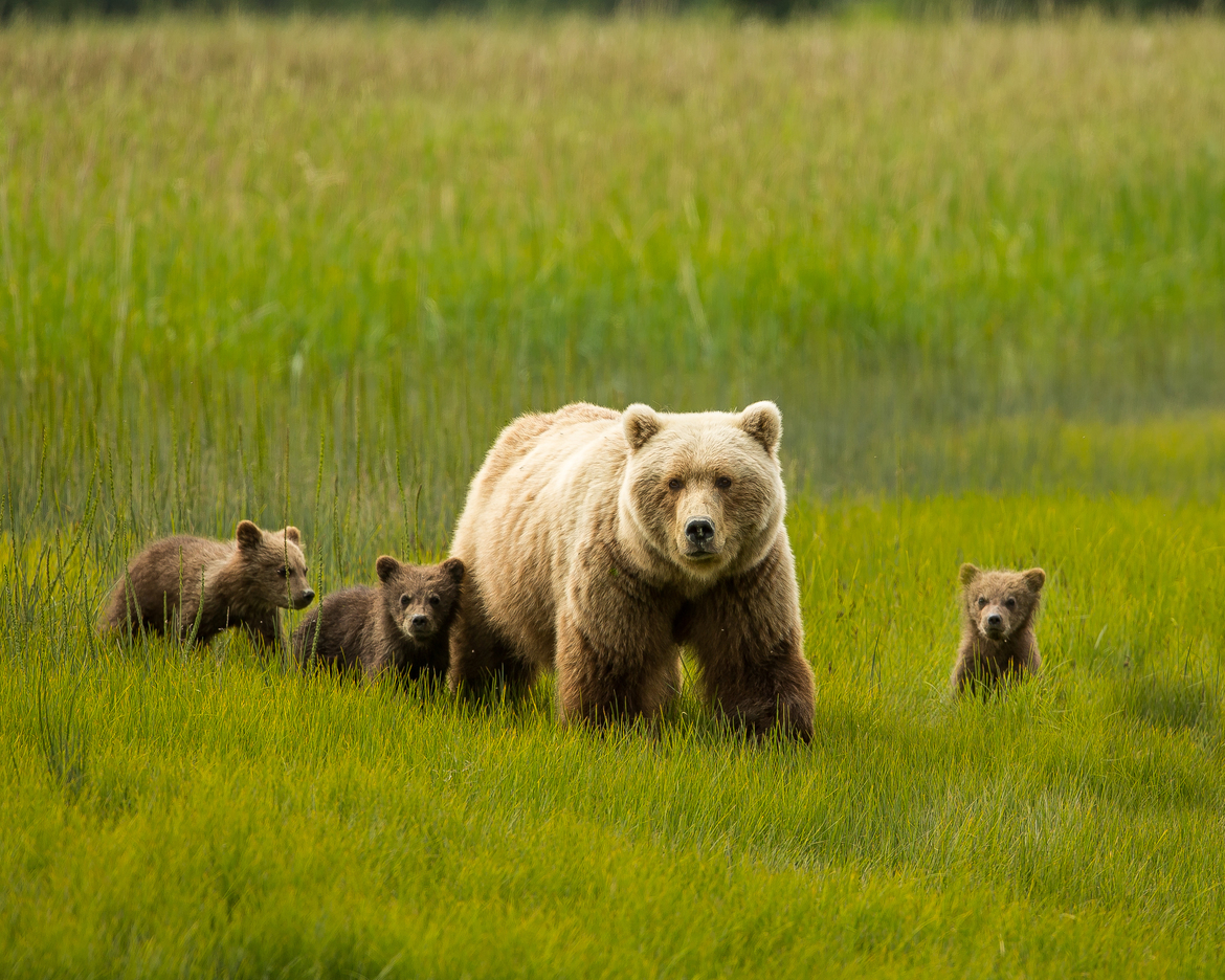 Alaskan Brown Bears, Lake Clark National Park, United States