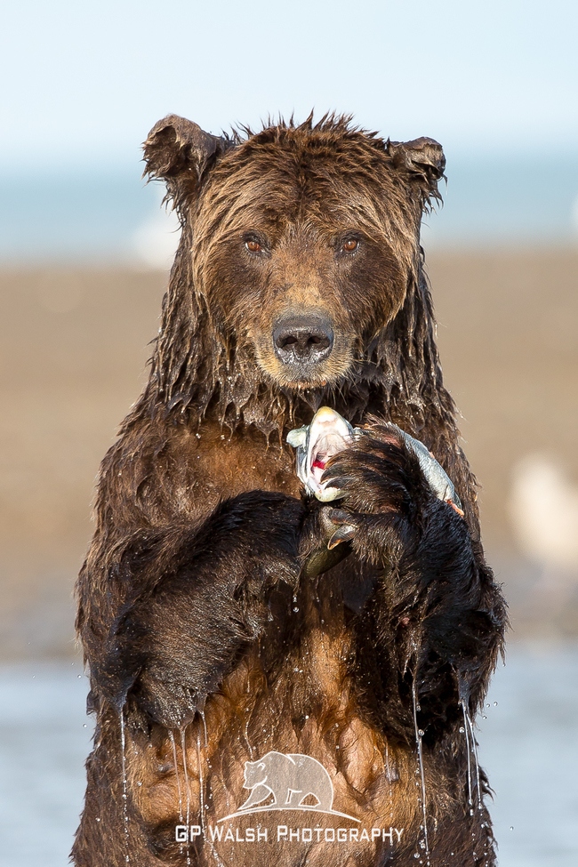 Alaskan Brown Bears, Lake Clark National Park, United States
