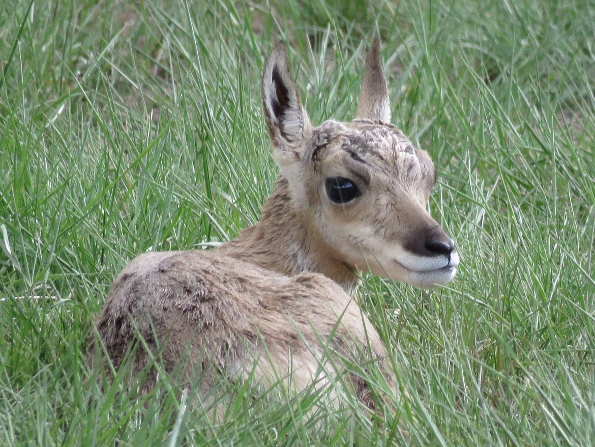 Pronghorn, Yelllowstone National Park, United States