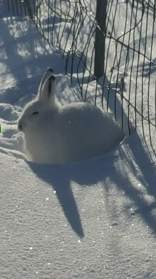 Arctic Hare, Churchill mb, Canada 