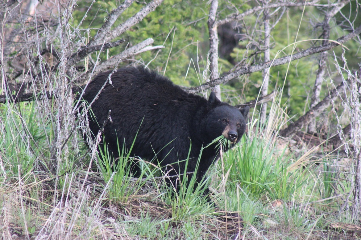 Black Bear , Yelllowstone National Park, United States