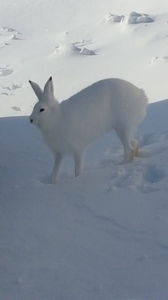 Arctic Hare, Churchill mb, Canada