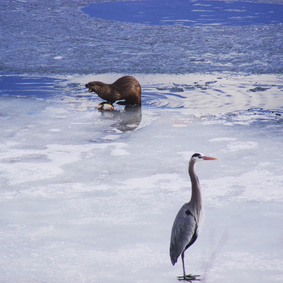 Otter and Great Blue Herron, Grand Teton National Park, Wyoming , Oxbow Bend - Grand Teton National Park 