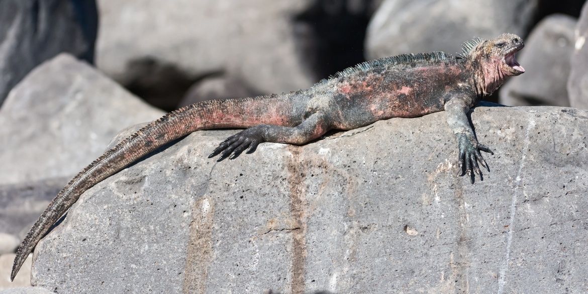 Marine Iguana, Galápagos National Park, Ecuador