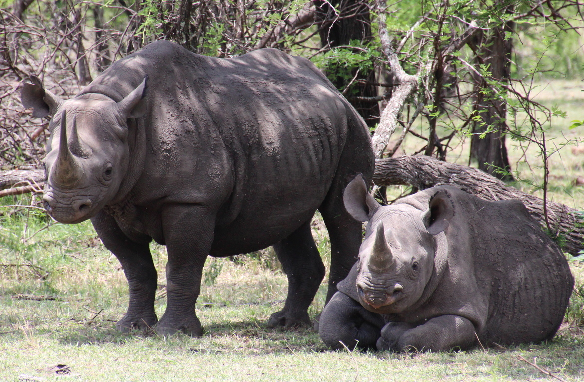 Black Rhino, Serengeti Mara River area , Tanzania