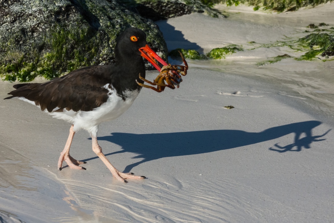 American Oystercatcher, Galápagos National Park, Ecuador