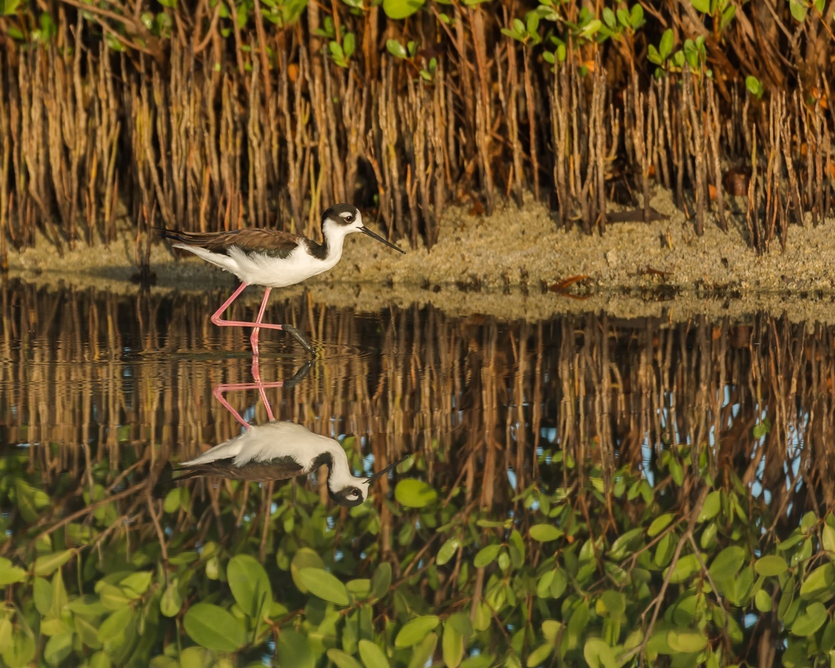 Black-necked Stilt, Galápagos National Park, Ecuador