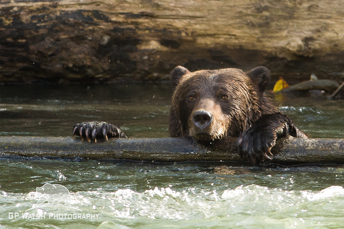 Grizzly Bear, Bella Coola, British Columbia, Canada , Canada