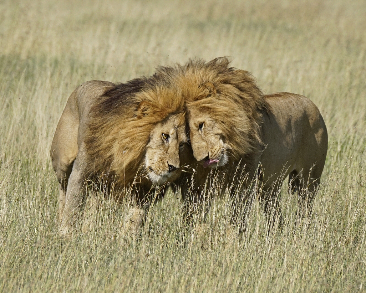 Lion, Serengeti, Tanzania