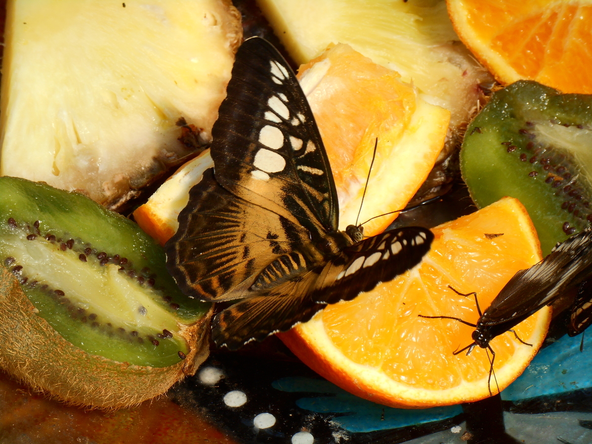 Butterfly, Howley, NL, Canada
