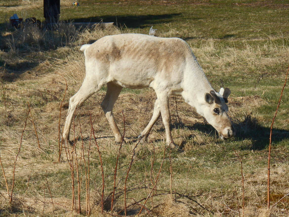 Caribou, Howley, NL, Canada