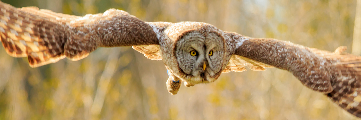 Great Horned Owl, Grand Teton National Park, United States