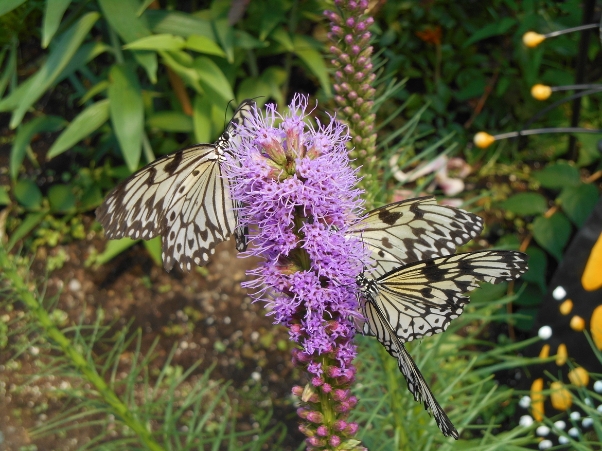 Butterflies, Howley, NL, Canada