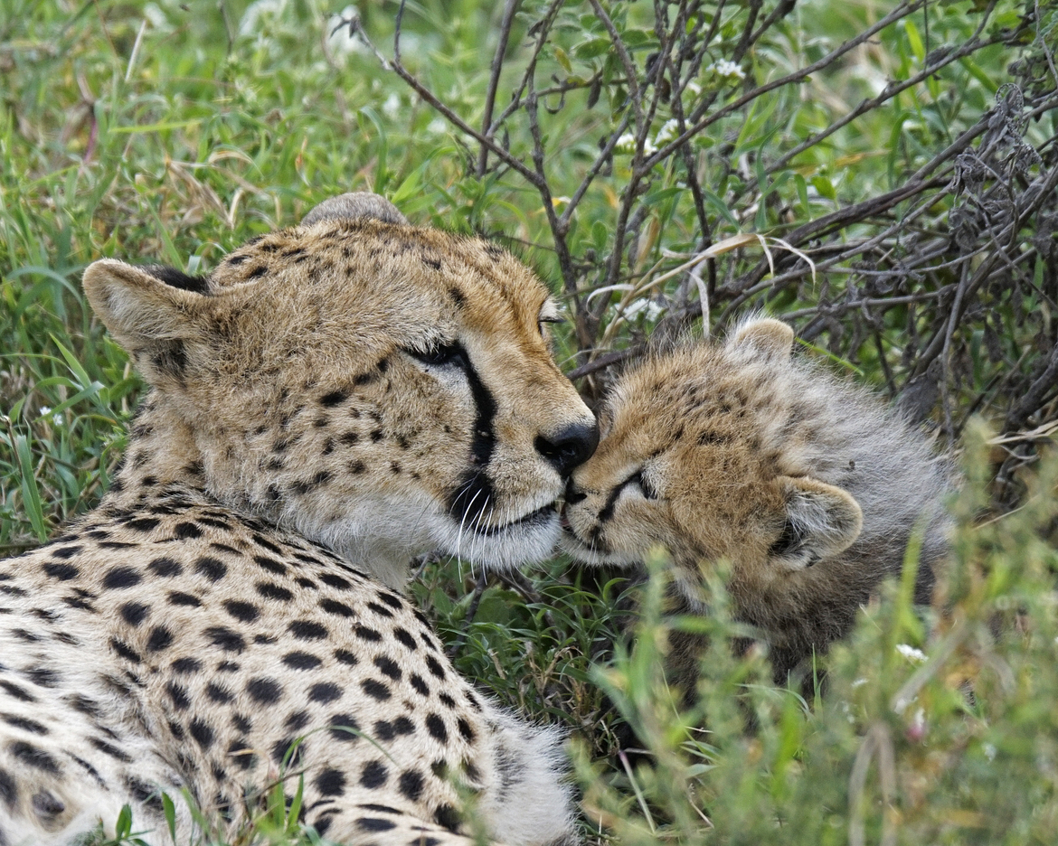 Cheetah, Serengeti, Tanzania