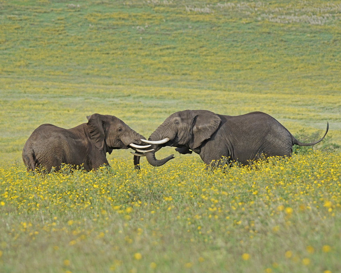 Elephant, Ngorongoro Crater, Tanzania