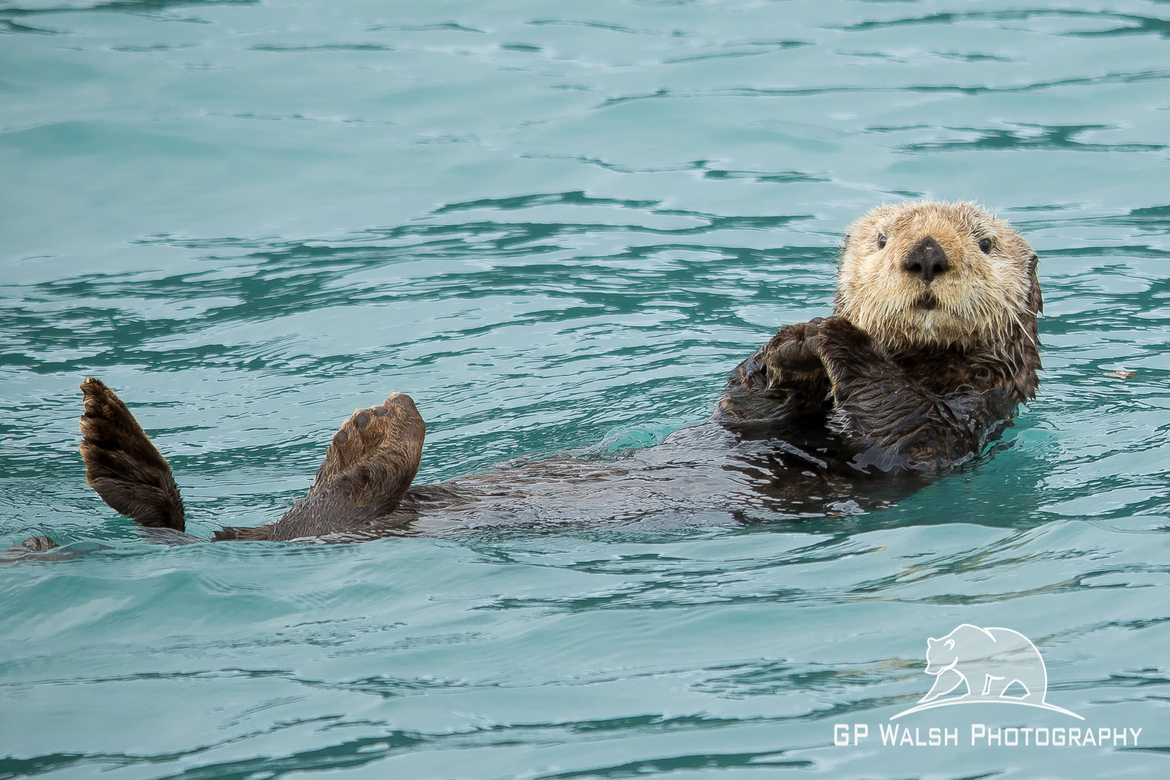 Enhydra Lutris - Sea Otter (endangered), Kenai Peninsula, Alaska, United States