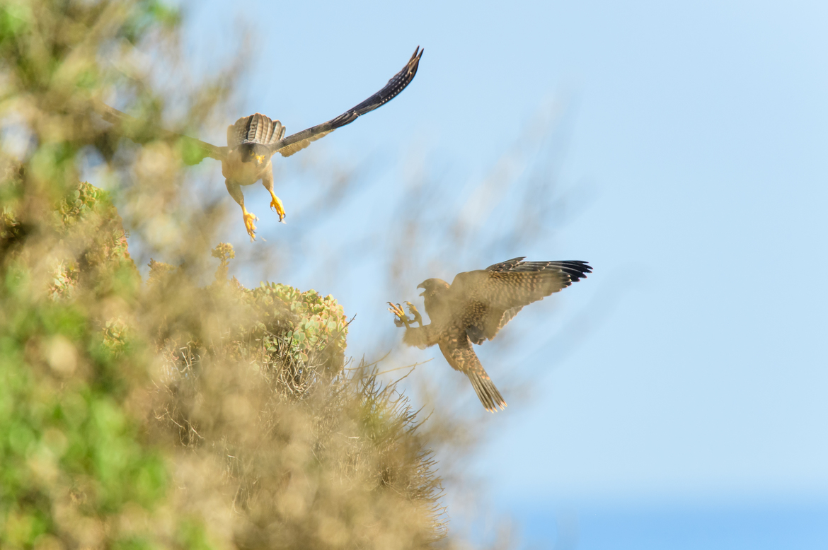 Peregrine Falcon ( Falco peregrinus), San Diego - Coast Walk Historic Trail, USA