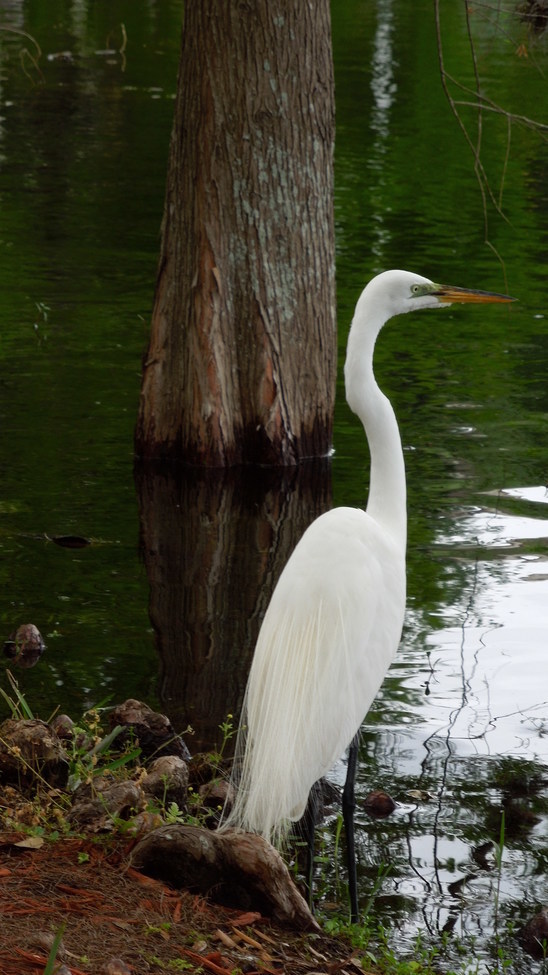 Bird, Private Lake, USA