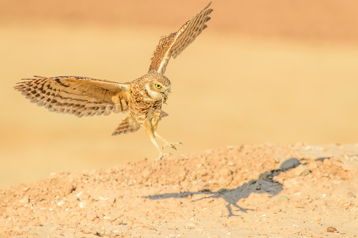 Burrowing Owl (Athene cunicularia)., Imperial Valley, CA - Sony Bono NWR., USA