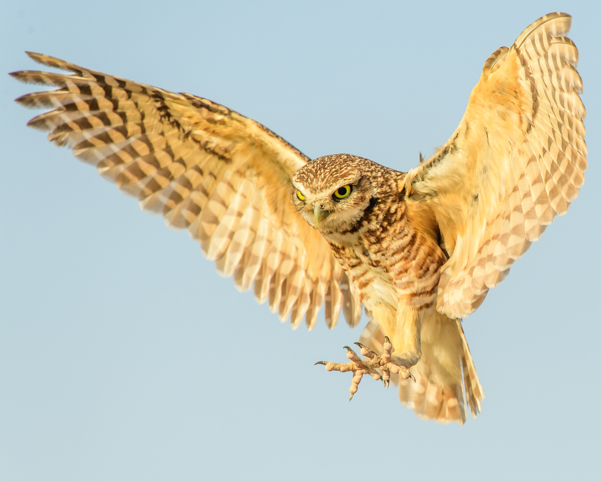 Burrowing Owl (Athene cunicularia), Imperial Valley, CA -- Sony Bono NWR., USA