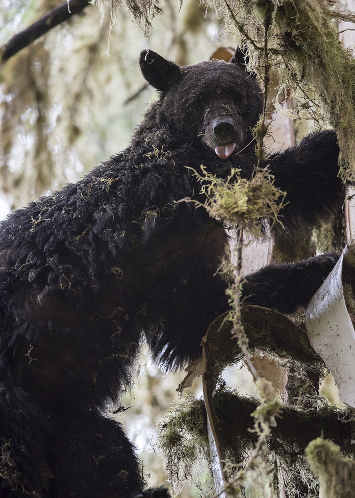 black bear, Olympic National Park, United State