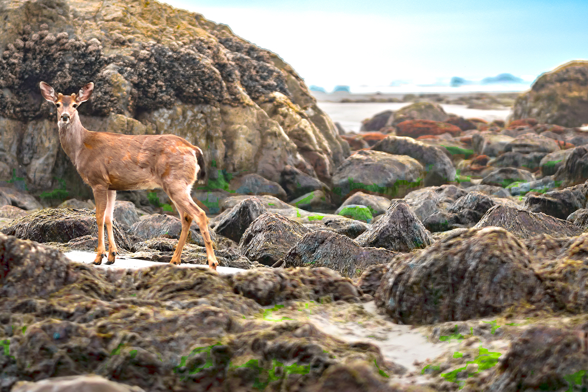 blacktail deer, Second Beach, La Push, Washington , United States