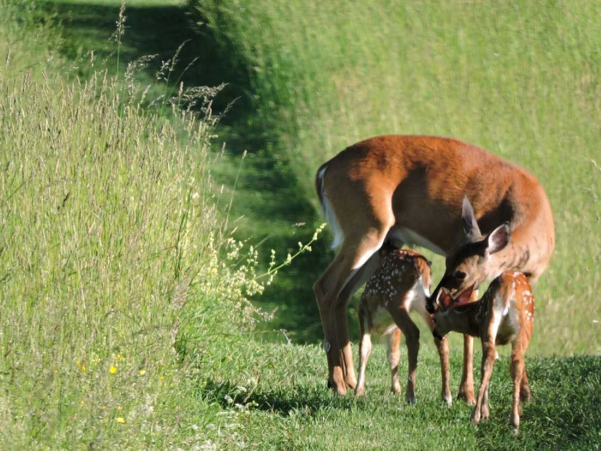 Deer, Home Town, USA