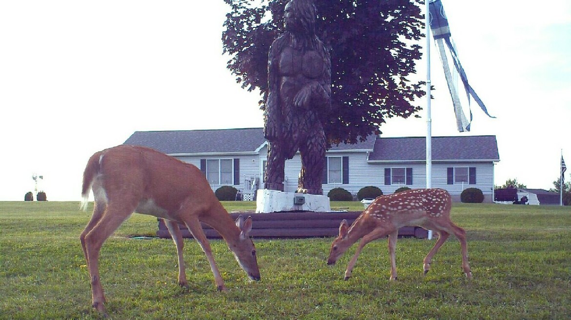 Deer, Home Town, USA