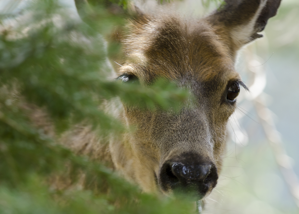 blacktail deer, Olympic National Park, United States
